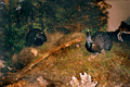 2000e